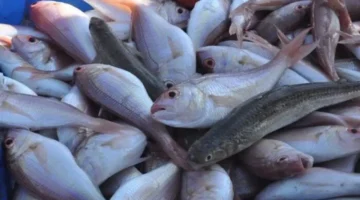 المكرونة بـ145 جنيها.. أسعار الأسماك والجمبري في الأسواق الملحية اليوم الإثنين